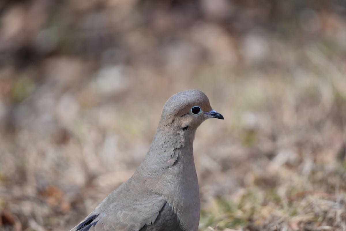 Mourning Dove - ML614577338