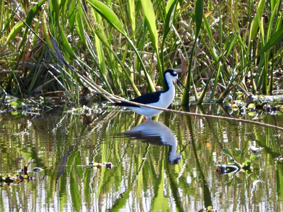 Black-necked Stilt - ML614577353