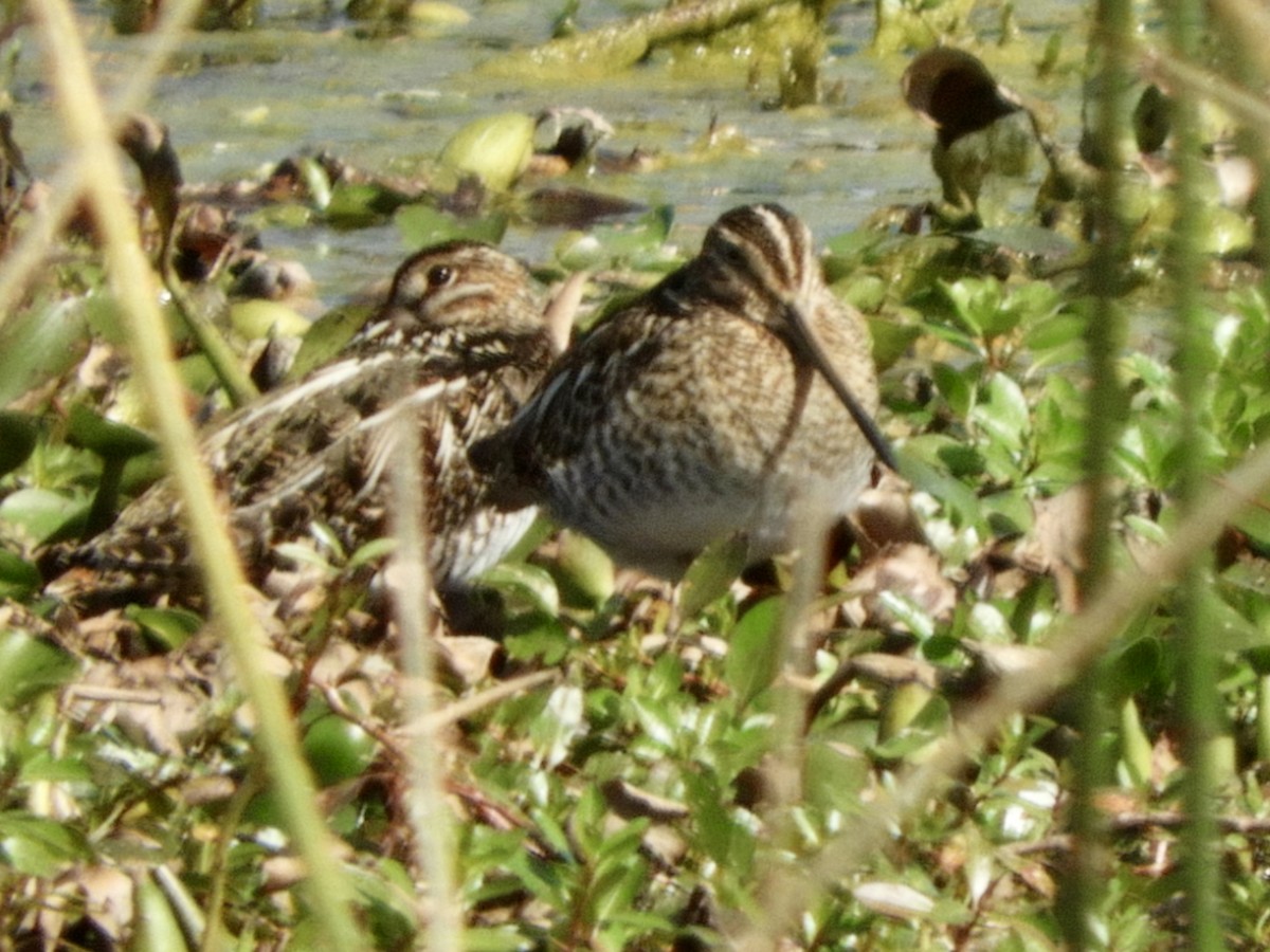 Wilson's Snipe - ML614577407