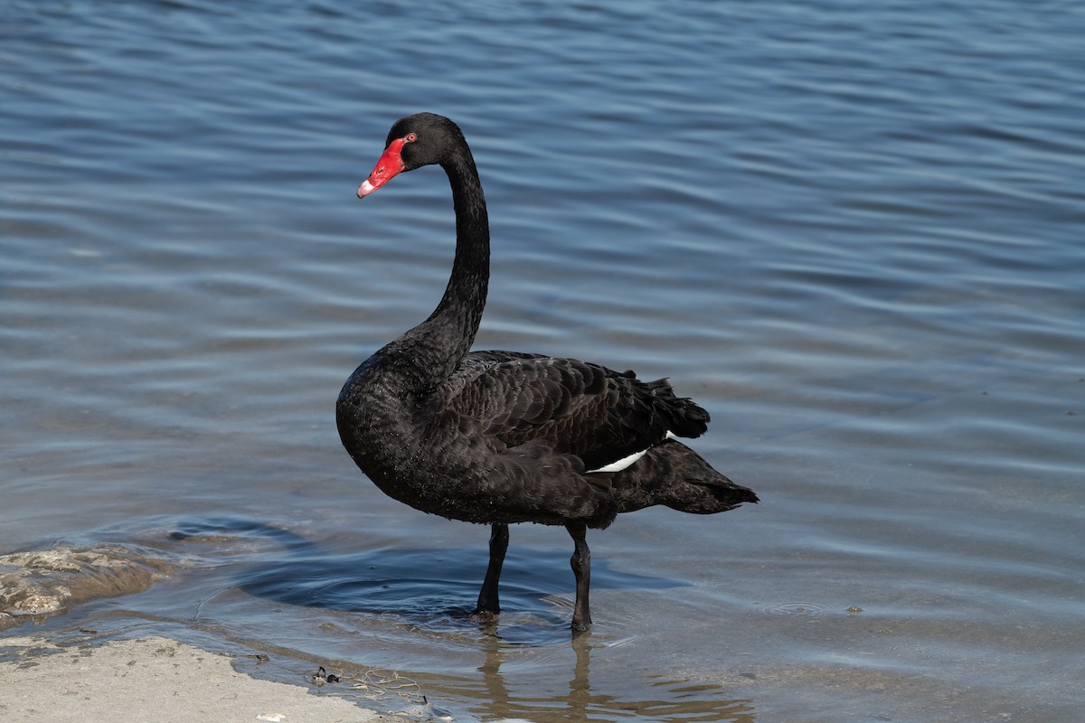 Black Swan - Wally Jones