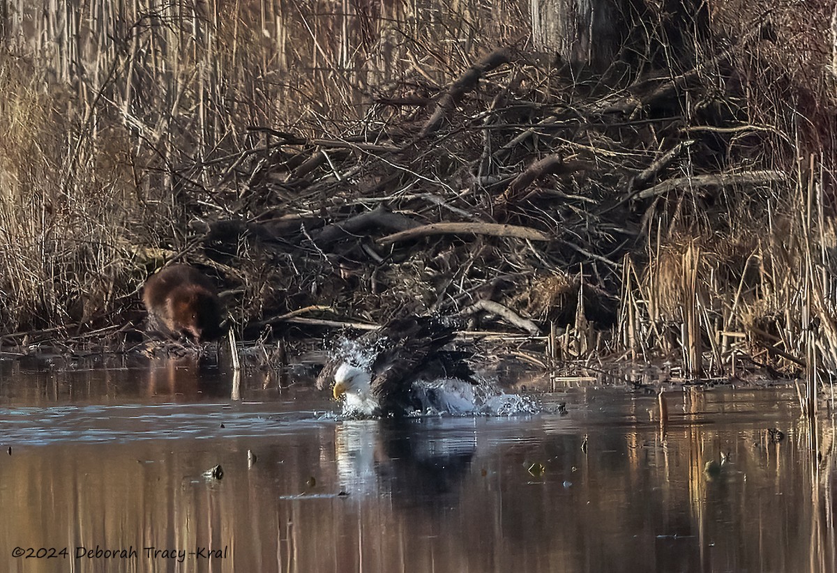 Bald Eagle - ML614577437