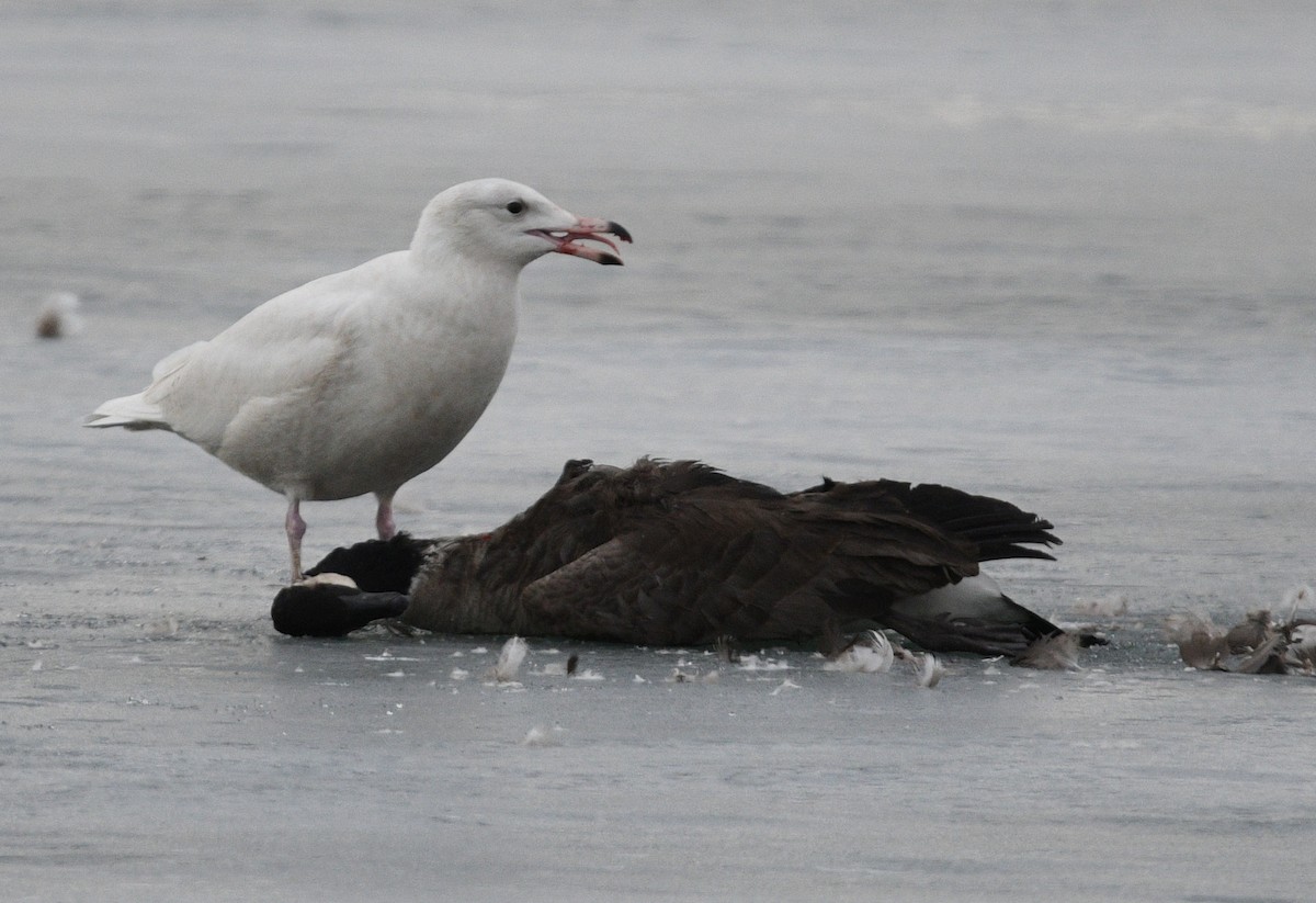 Glaucous Gull - Todd Norris