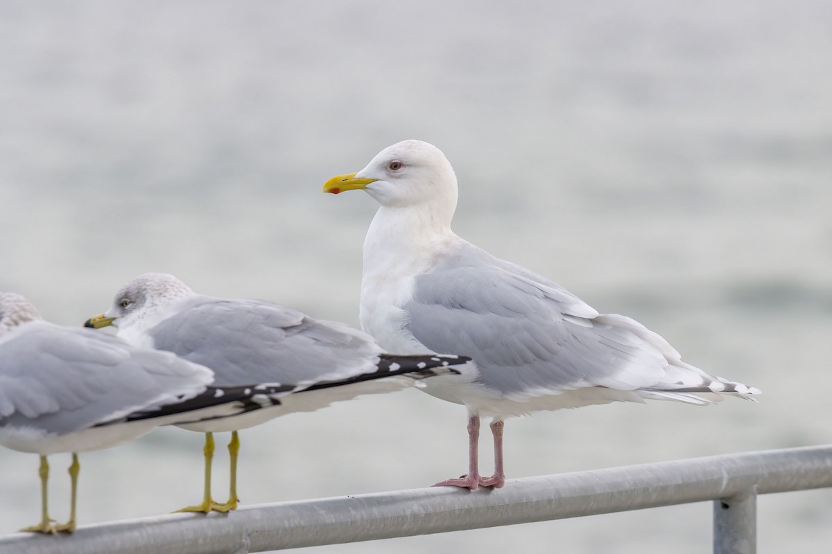 Iceland Gull - Brian Bailey