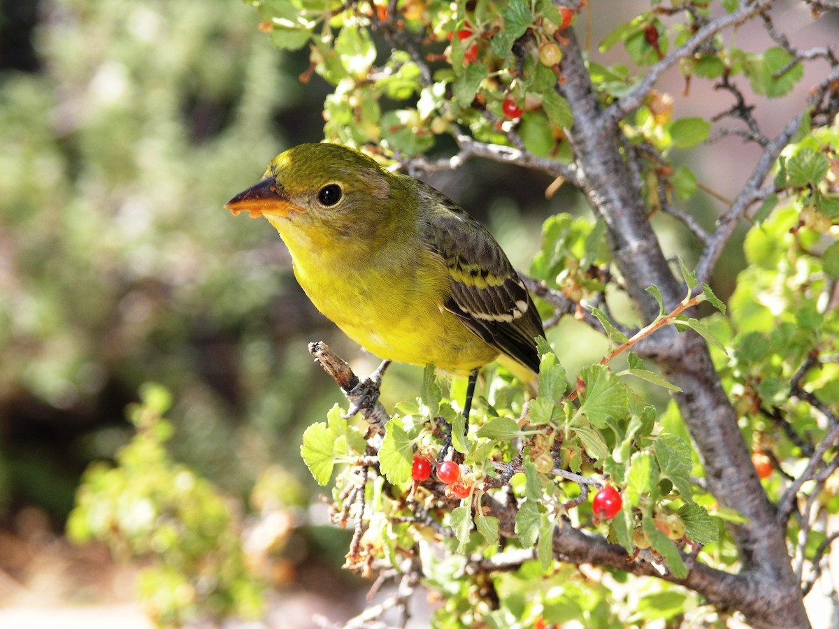 Western Tanager - Elias Zuniga