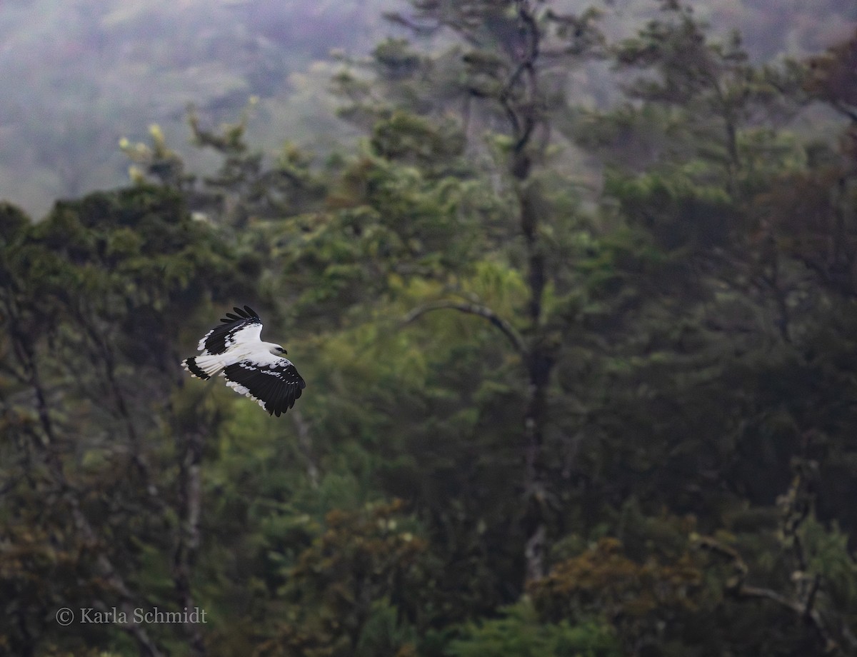 White Hawk - Karla Schmidt