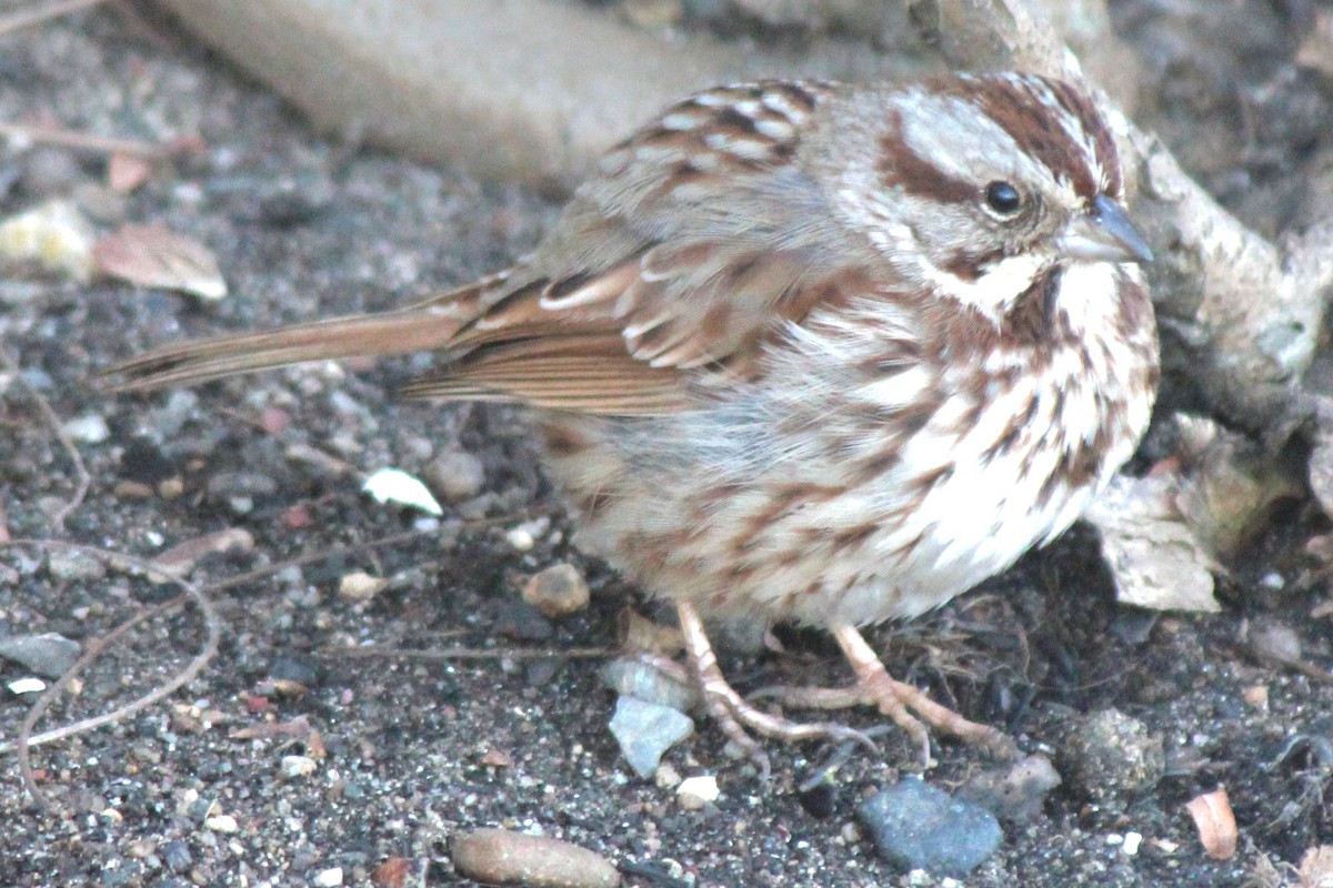 Song Sparrow (melodia/atlantica) - ML614577747