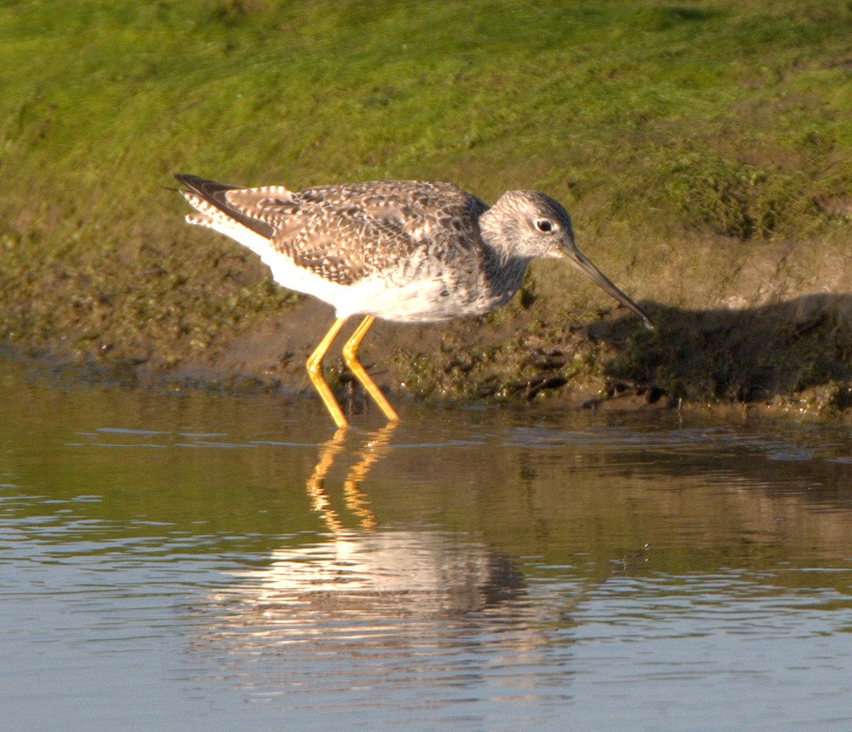 Charadriiformes, unbestimmt - ML614577753