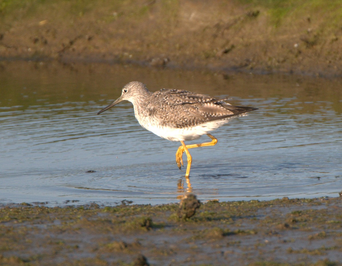 Charadriiformes, unbestimmt - ML614577754