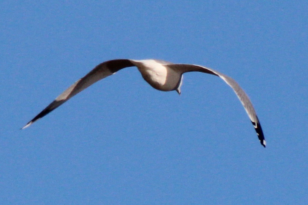 Ring-billed Gull - ML614577782