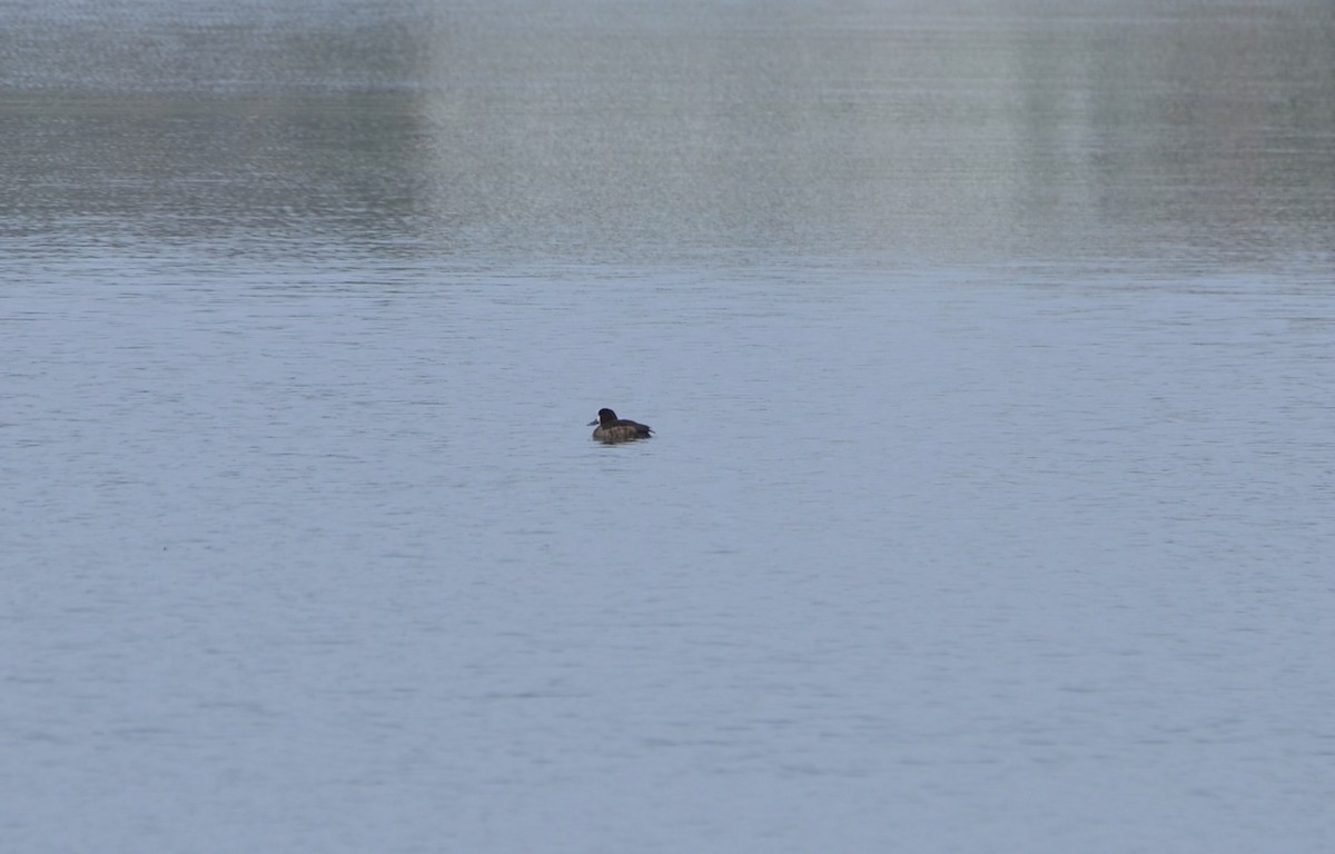 Greater Scaup - ML614577880
