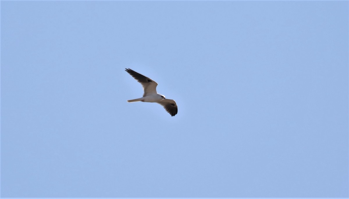 White-tailed Kite - ML614577926