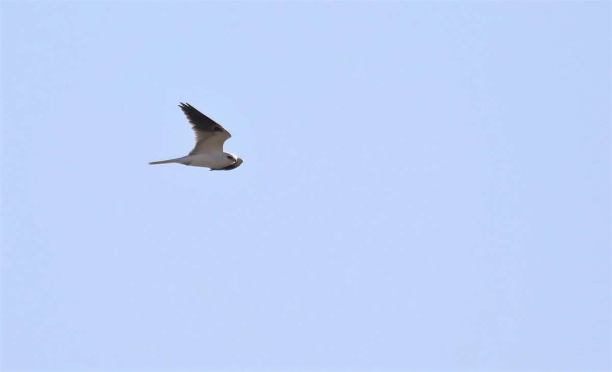 White-tailed Kite - ML614577933