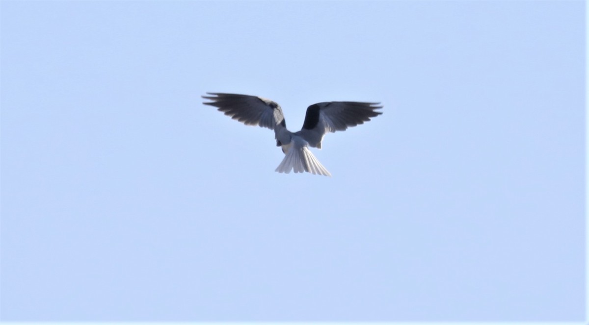 White-tailed Kite - ML614577942