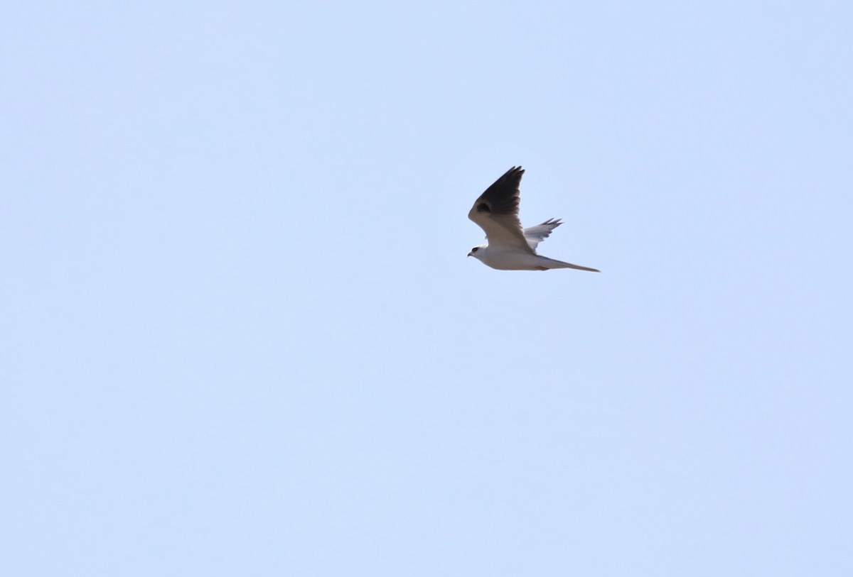 White-tailed Kite - ML614577954