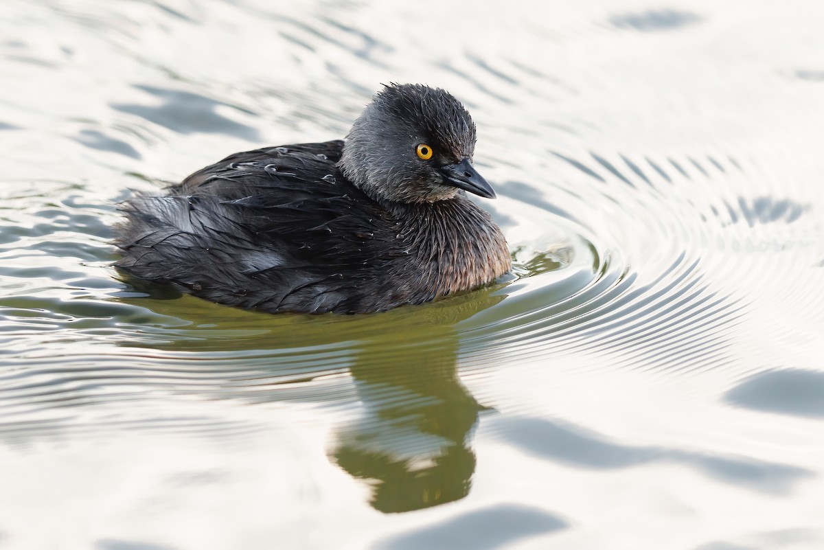 Least Grebe - ML614577961