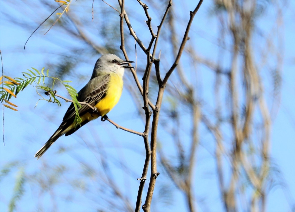 Tropical Kingbird - ML614577989