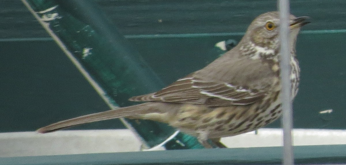 Sage Thrasher - ML614578118