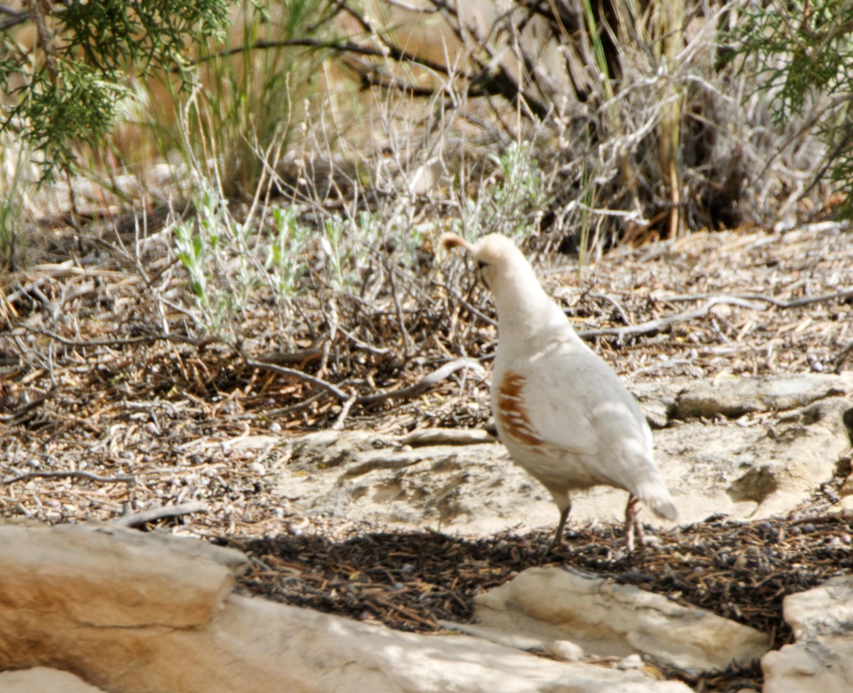 Gambel's Quail - ML614578195