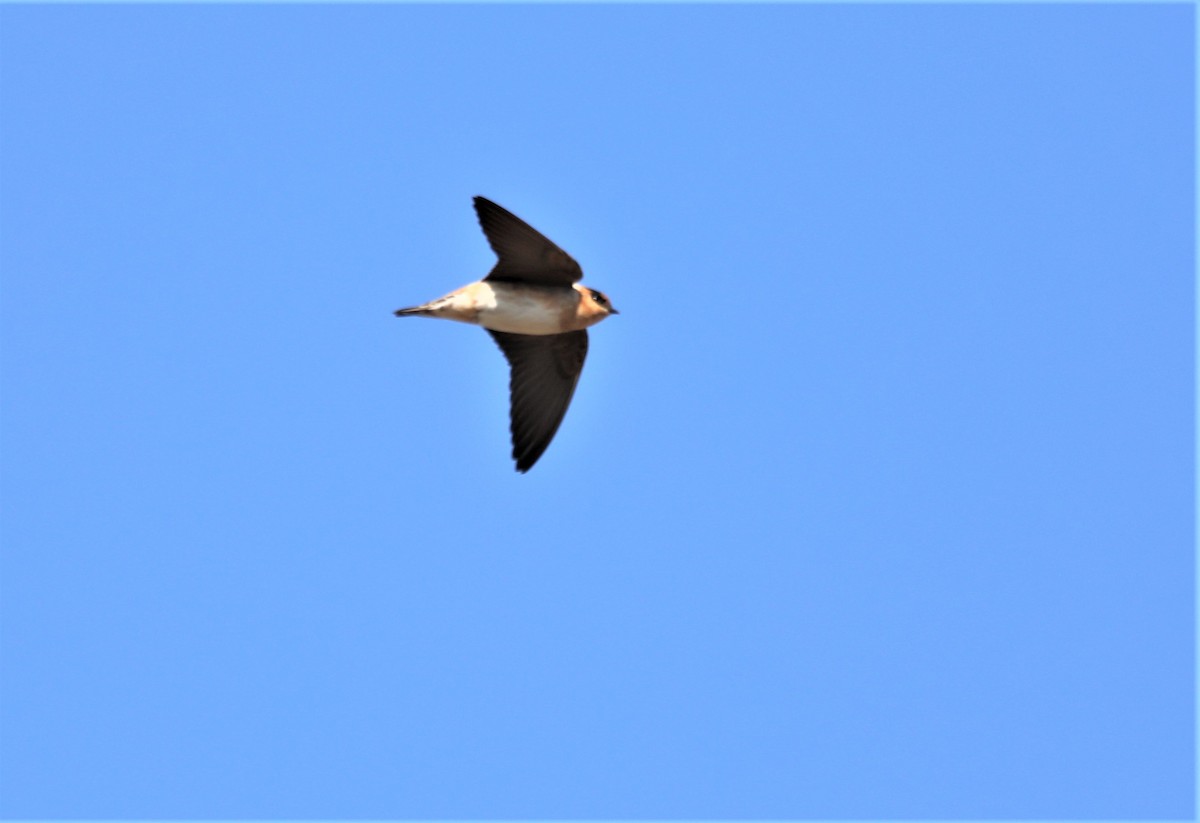 Cave Swallow - ML614578206