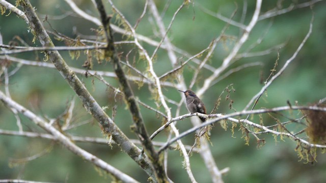 Colibrí Pardo - ML614578216