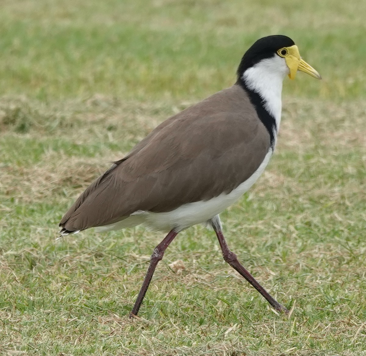Masked Lapwing - ML614578235
