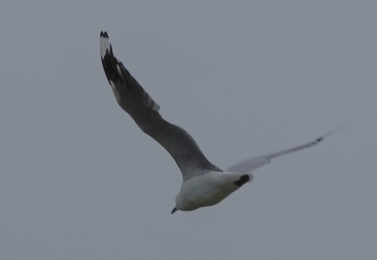 Silver Gull (Silver) - ML614578245