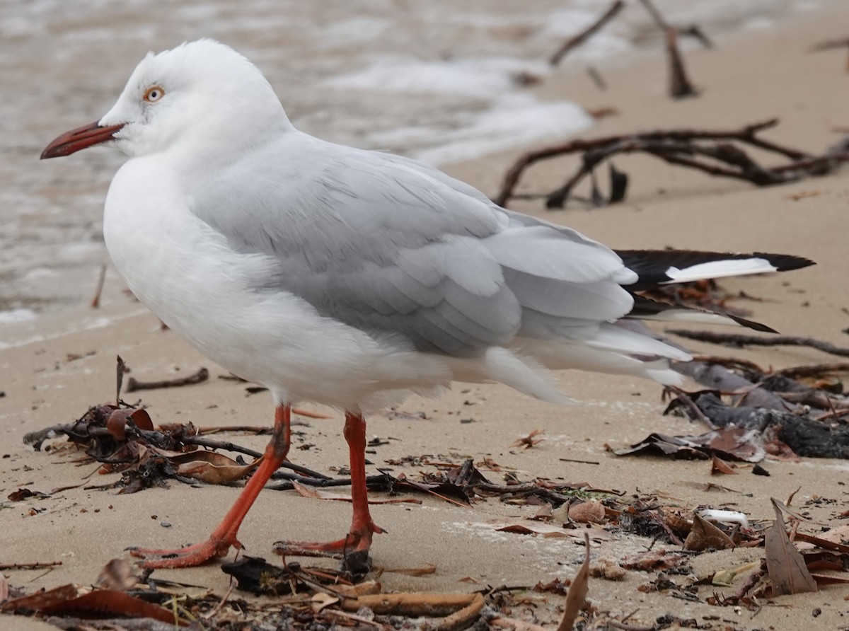 Silver Gull (Silver) - ML614578246