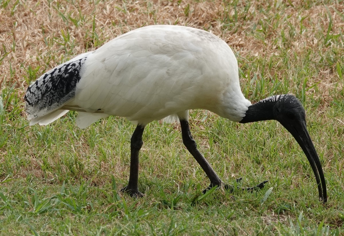 Australian Ibis - ML614578255