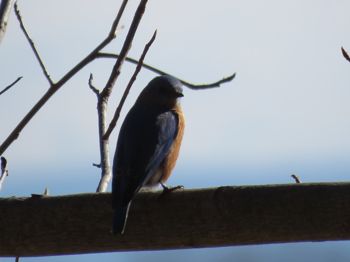 Eastern Bluebird - ML614578258