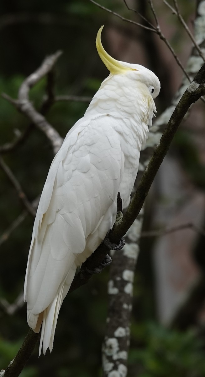 Sulphur-crested Cockatoo - ML614578268