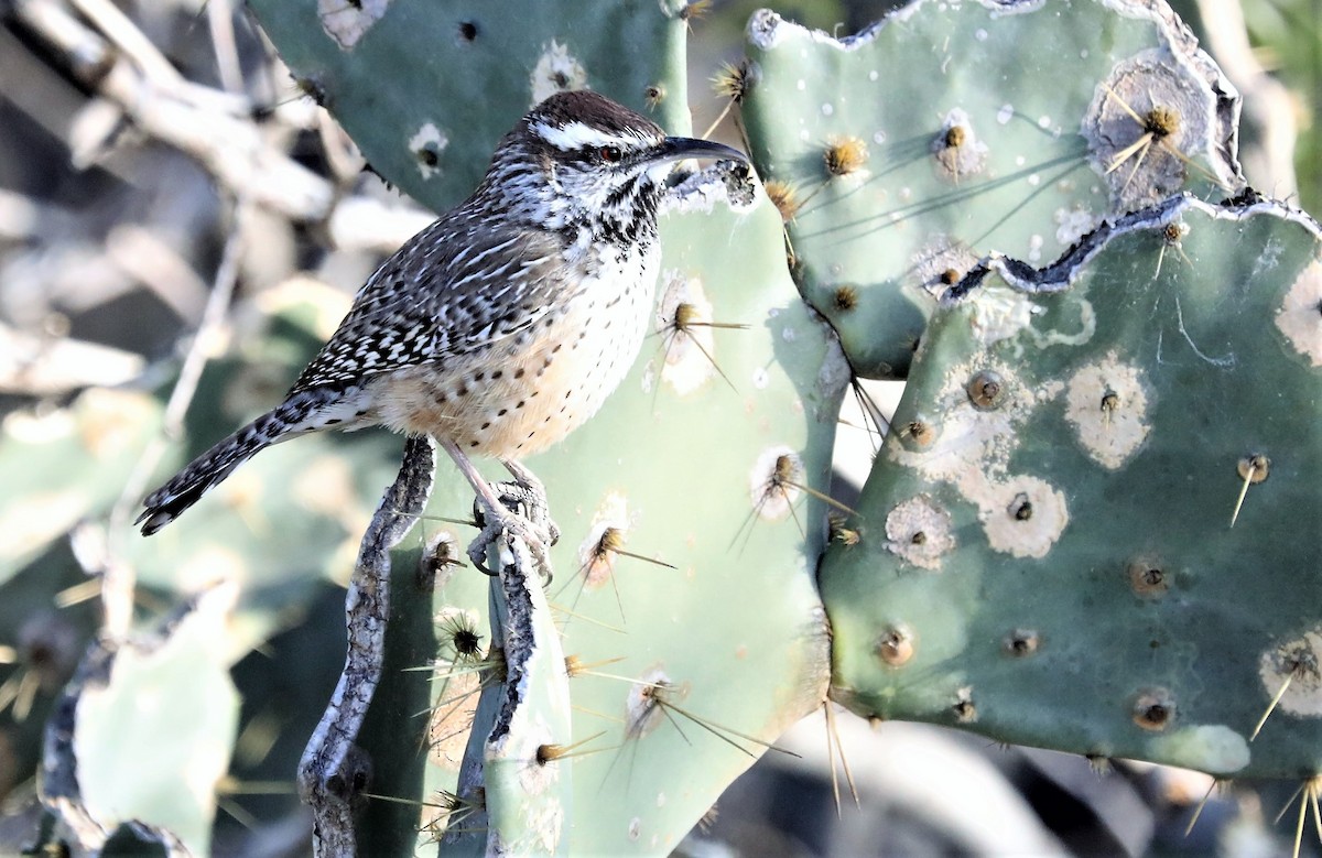 Cactus Wren - Jeff Stetson