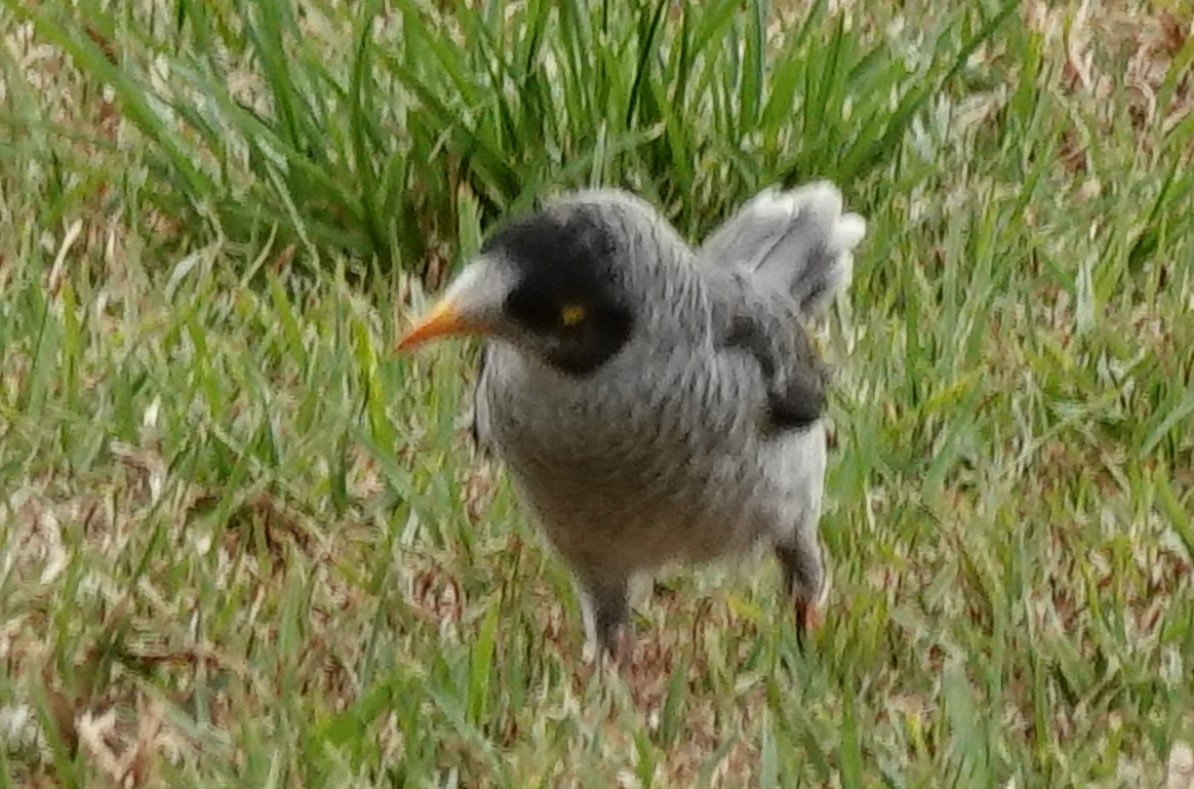 Noisy Miner - ML614578284