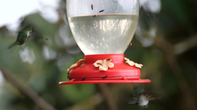 Colibrí de Raquetas Faldiblanco - ML614578290