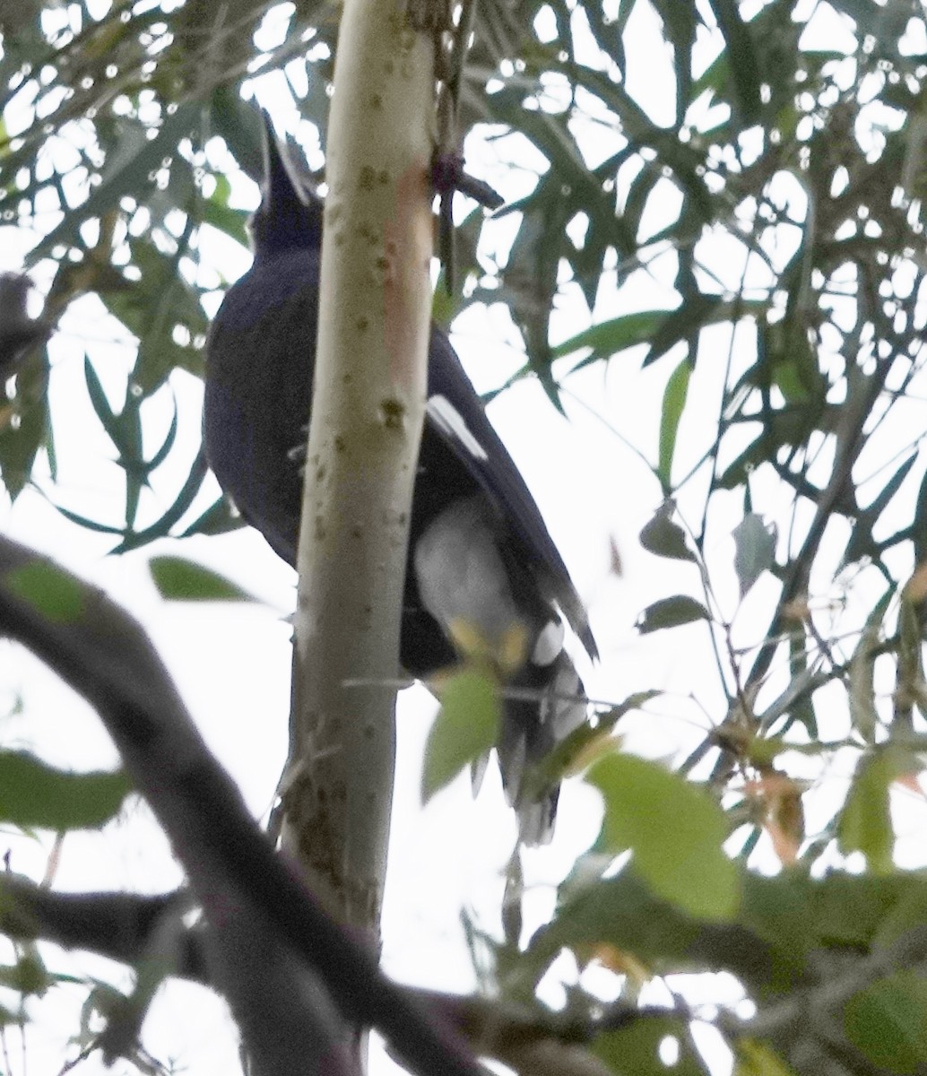 Pied Currawong - ML614578299
