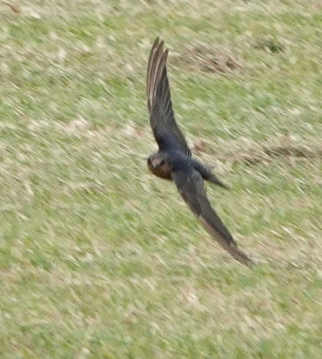 Welcome Swallow - ML614578305