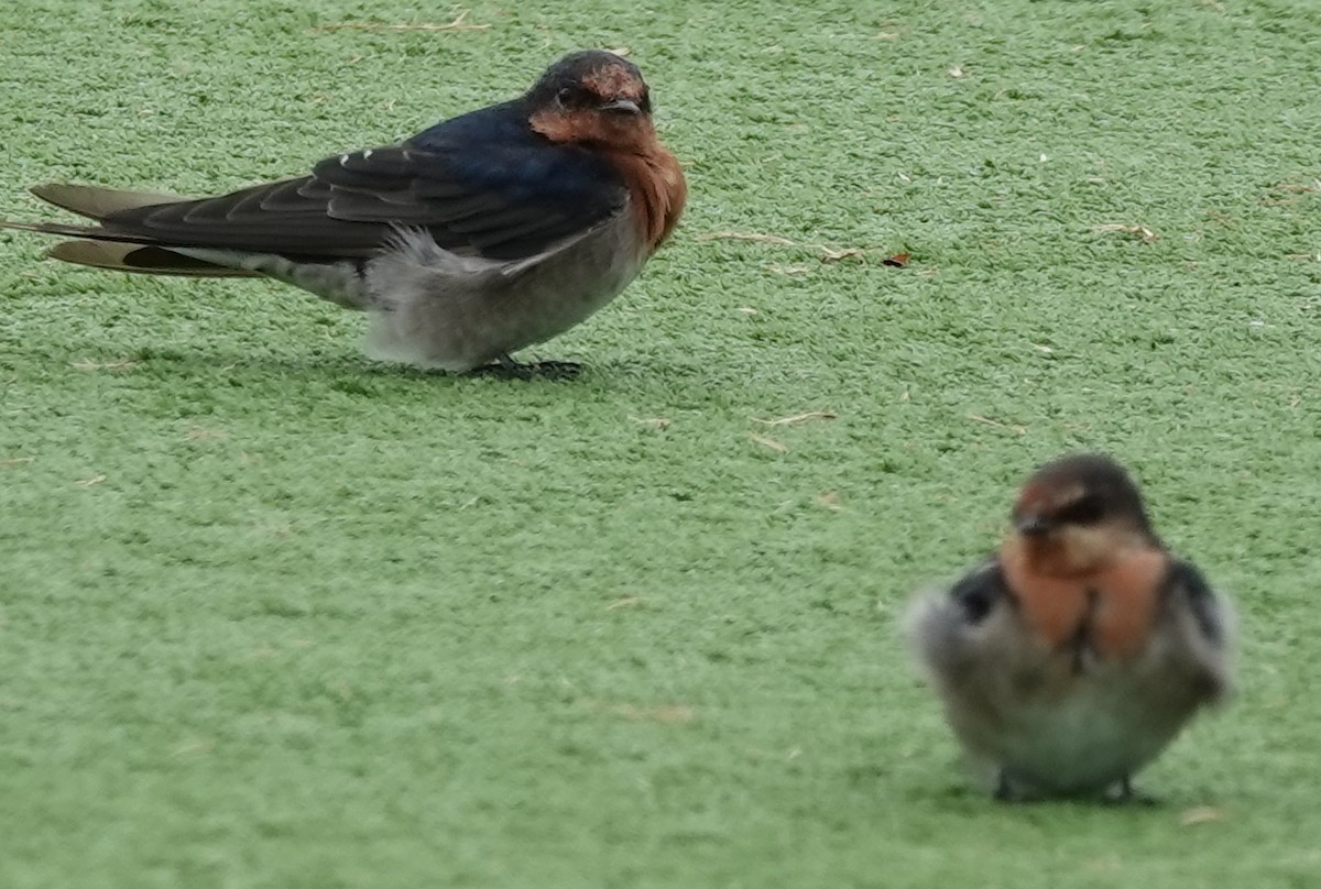 Welcome Swallow - ML614578307