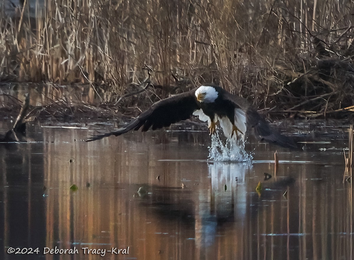 Bald Eagle - ML614578416