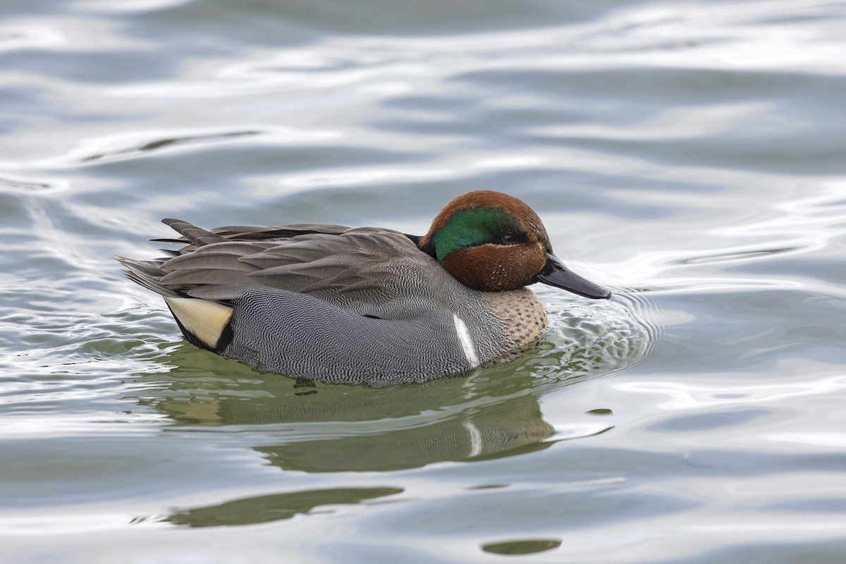 Green-winged Teal - Sameer Rodriguez