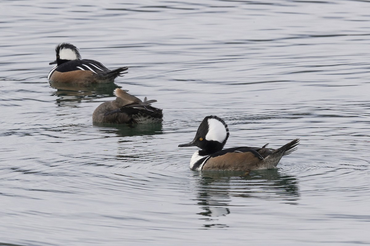 Hooded Merganser - Sameer Rodriguez