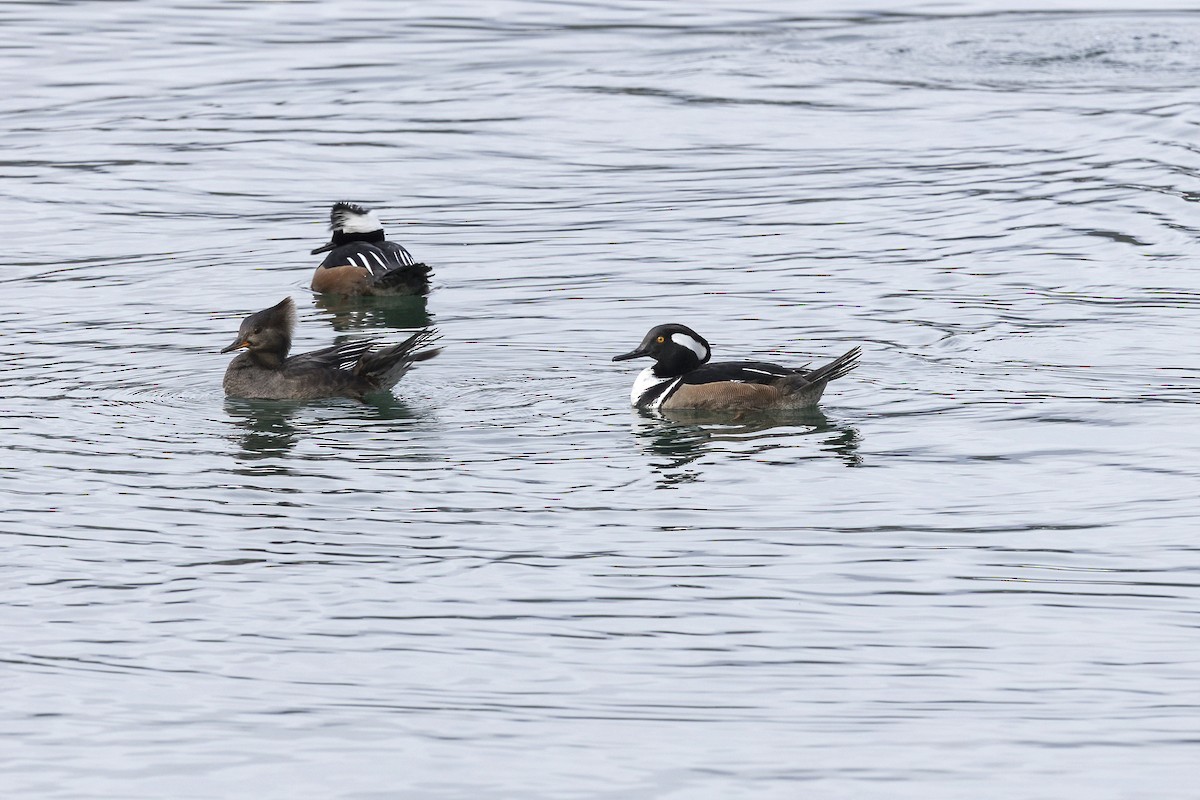 Hooded Merganser - ML614578437