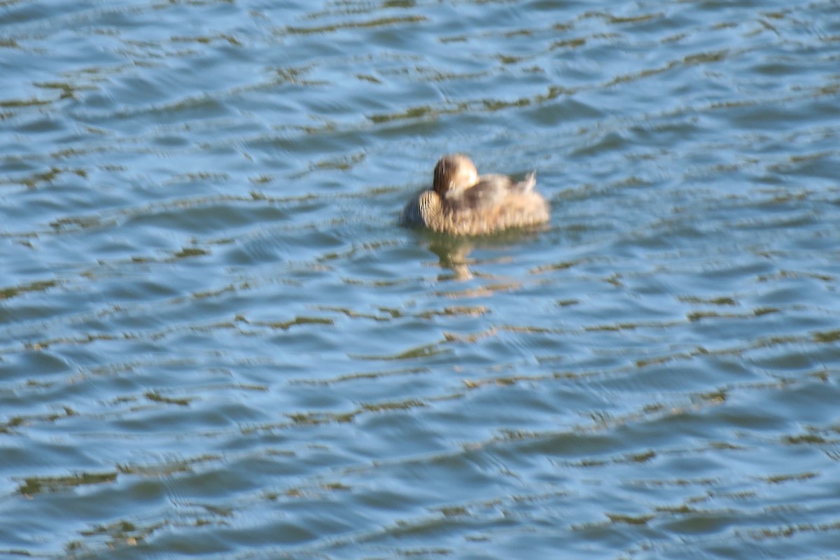 Pied-billed Grebe - ML614578462