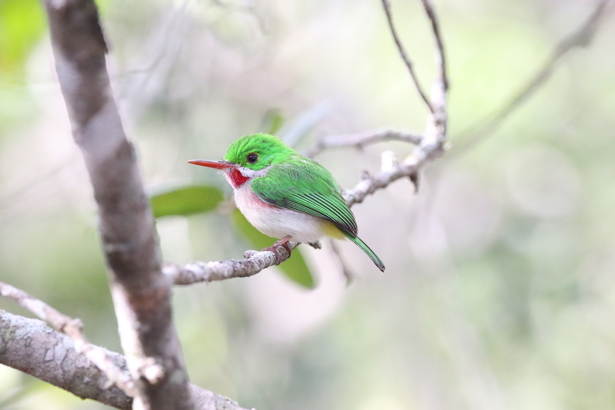 Broad-billed Tody - ML614578484