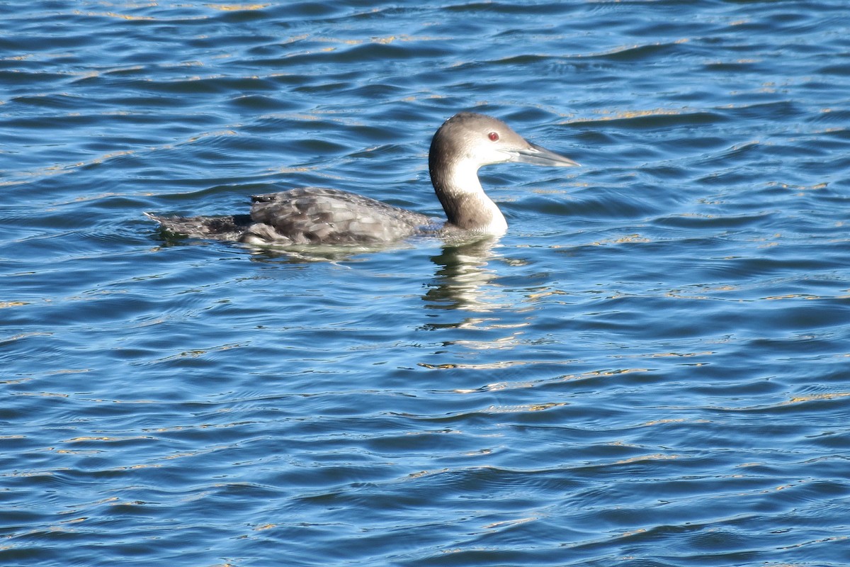 Common Loon - ML614578488