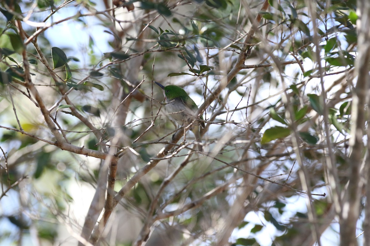 Narrow-billed Tody - lucas bernier