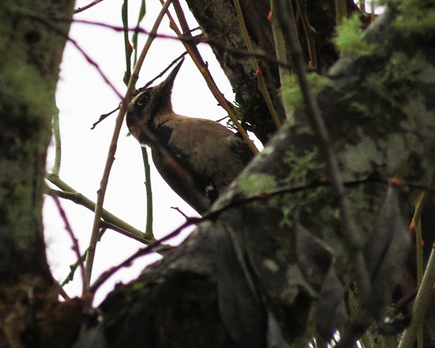 Hairy Woodpecker - ML614578510