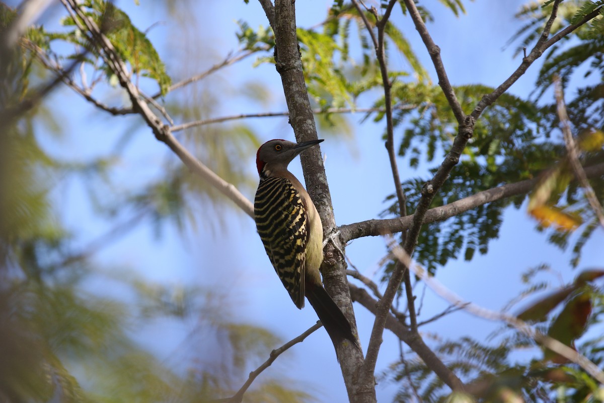 Hispaniolan Woodpecker - lucas bernier