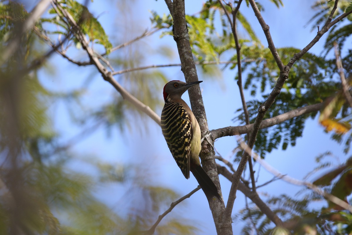 Hispaniolan Woodpecker - lucas bernier