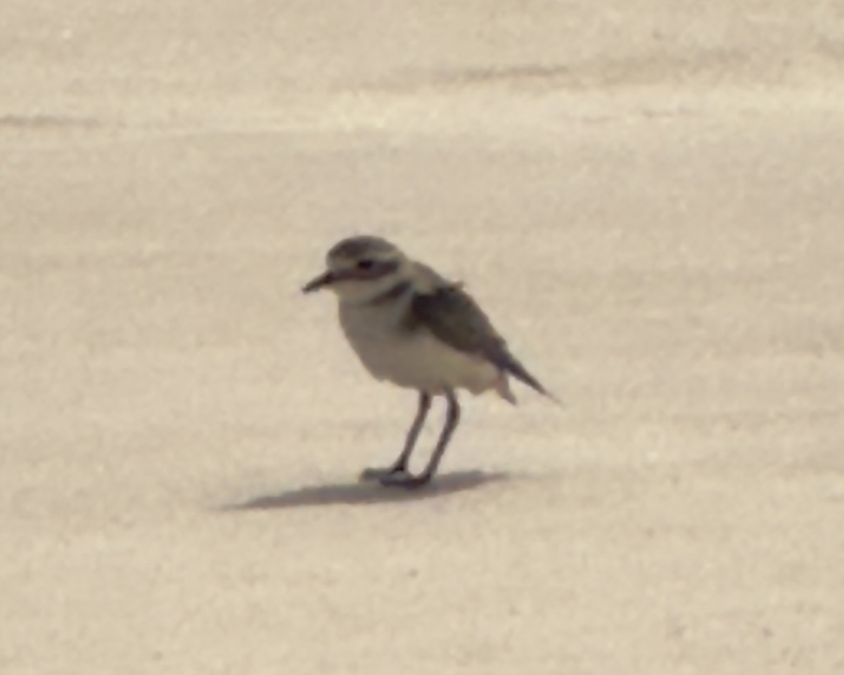 Double-banded Plover - ML614578535