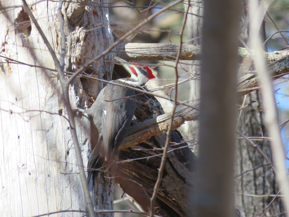 Pileated Woodpecker - ML614578545