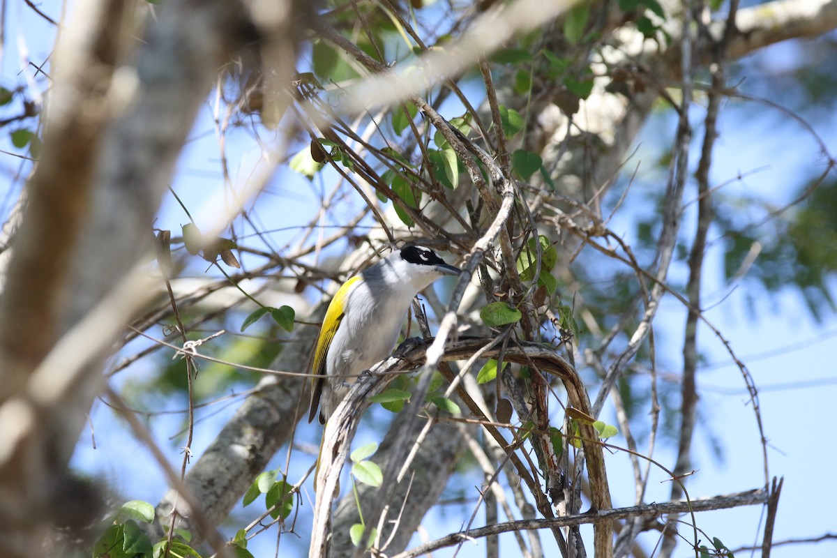 Black-crowned Palm-Tanager - lucas bernier